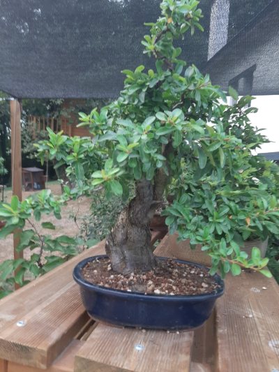 Pyracantha 1