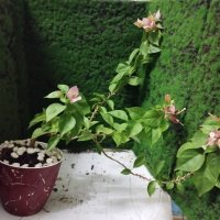 Pagmamasid - 11/2/25 - Photo 1/1