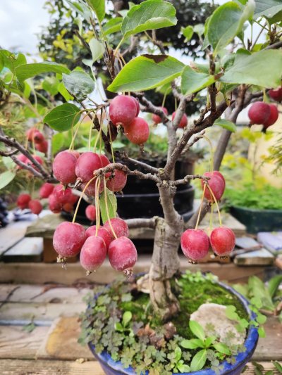 Malus pommiers a fleurs et pommes