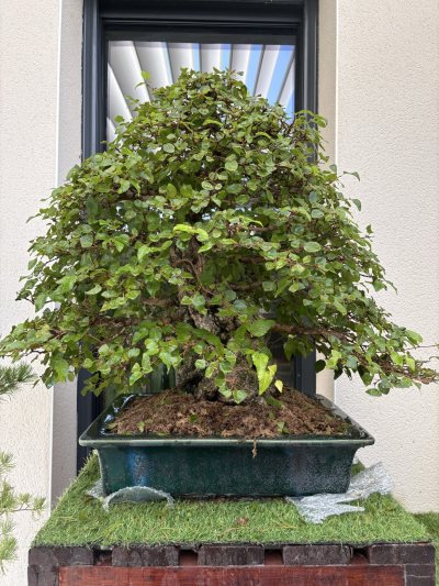 Carpinus 2026