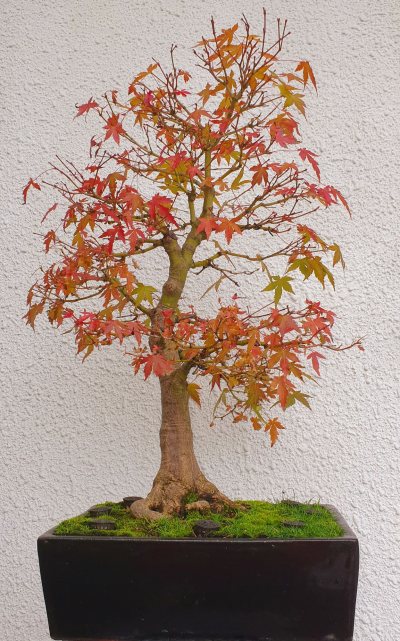 Acer