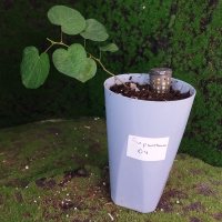 Trasplante - 2/6/26 - Photo 1/1