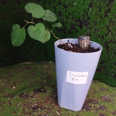 Бирючина японская БиЯ04 🌳≈◎⌑◇
