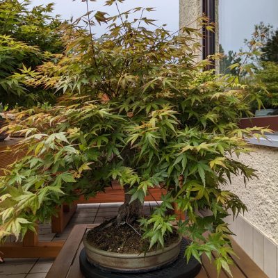 Acer Palmatum - Fächerahorn
