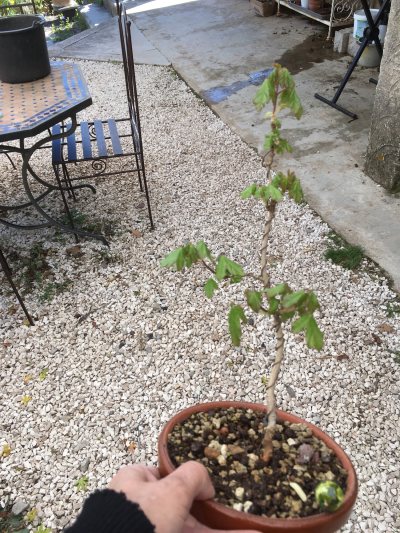 Erable champêtre 3