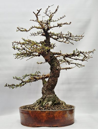 Larch
