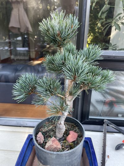 White Pine 1