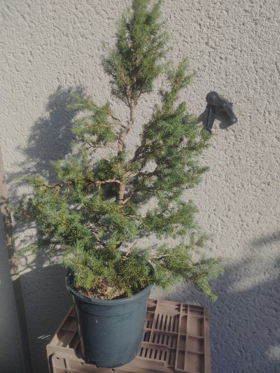 Picea Glauca #3