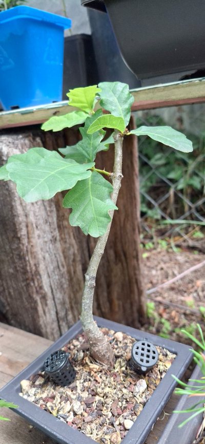 Heritage Oak