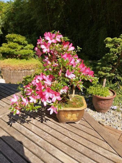 Rhododendron indicum "benikage" 014