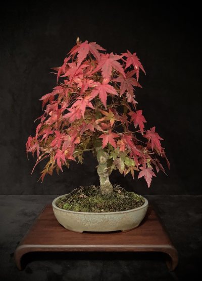Shohin Erable Palmatum