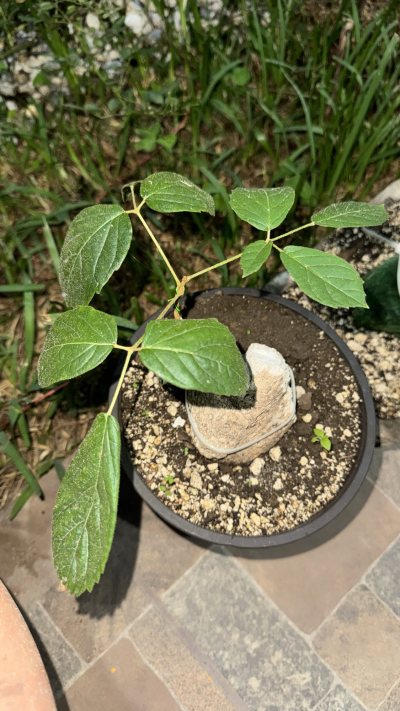 Tomatte iru