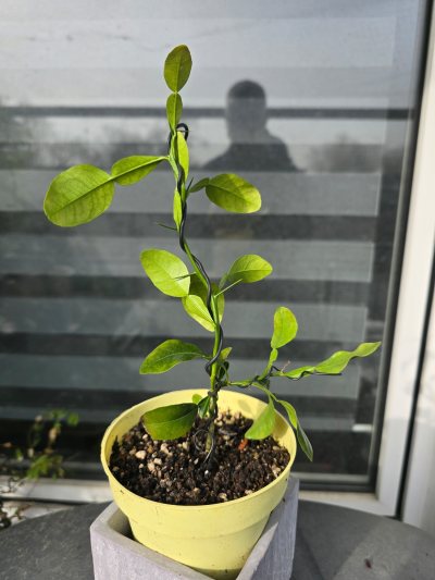 Limette Gewürz Kaffir 003