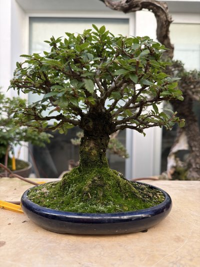 Zelkova Nire “Escoba”