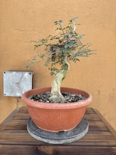 Frassino