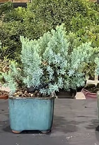 Juniper bonsai - Shohin