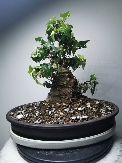 Lierre roche 1