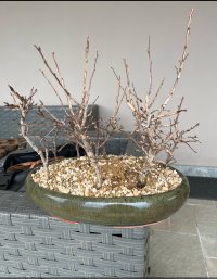 Penggantian Pot - 22/03/25 - Photo 1/1