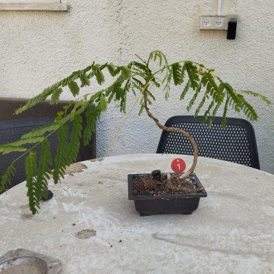 Делоникс королевский ДКо01 🌳