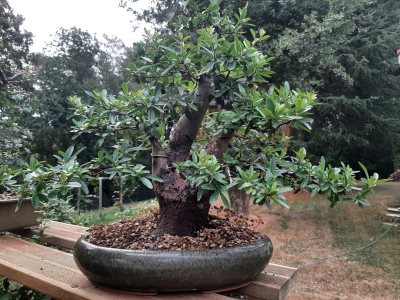 Pyracantha 2