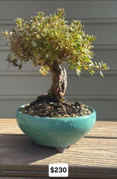 Azalea-2