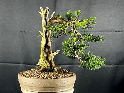 Taxus ´Pieter’