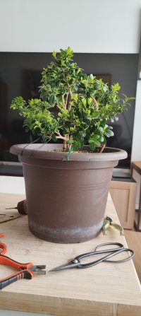 লিগেচার অপসারণ - ১৮/৩/২৬ - Photo 1/1