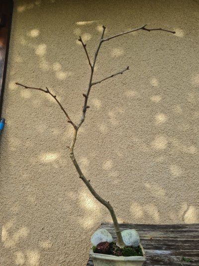 Ginkgo 1