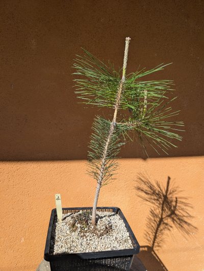 Shodai - Hashirama