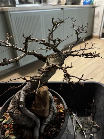 Ulmus no Pedro