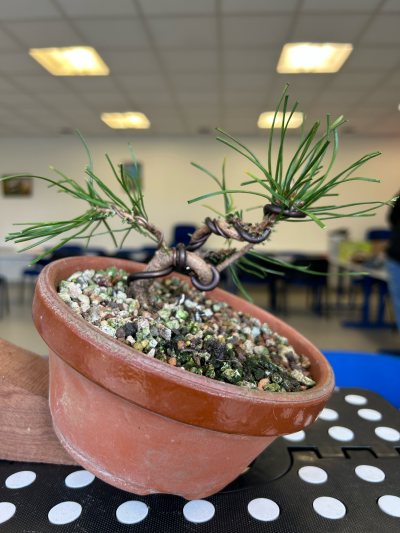 Pin sylvestre Chinon 01