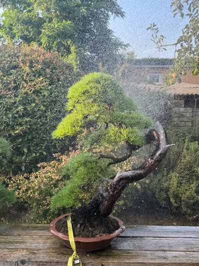 Pinus Sylvestris