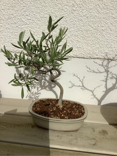 Olea europaea