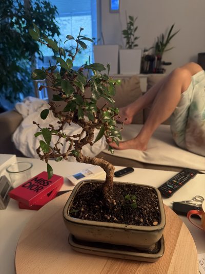 1. Bonsai