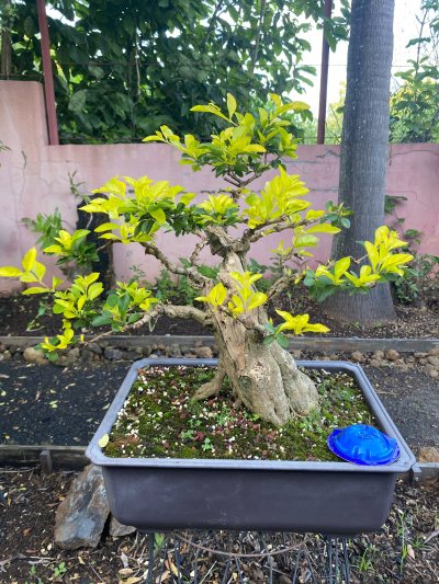 Duranta 1