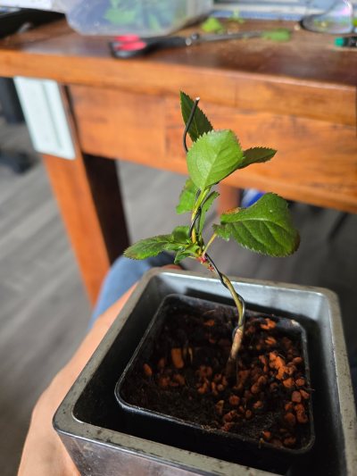 Apfel selbst gezogen 003