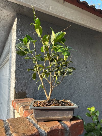 Privet ‘Texanum’