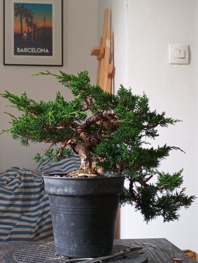 Juniperus chinesis 1
