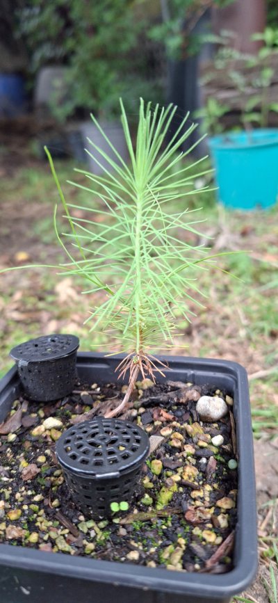 Mexican weeping Pine