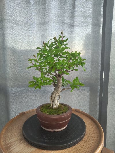 Angie's Granatapfel