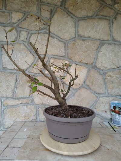 Elaeagnus