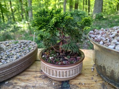 Golden Cypress, little cutie