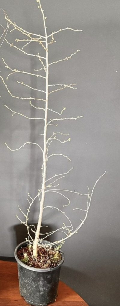 Japanese Larch