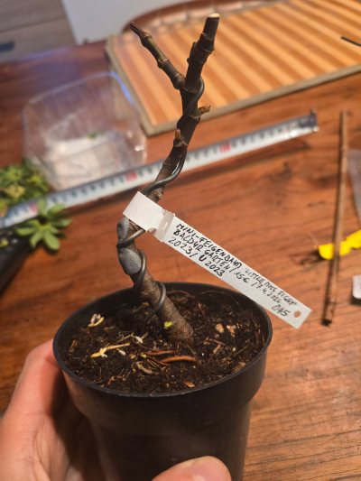 Mini Feigenbaum 'Little Miss Figgy®'