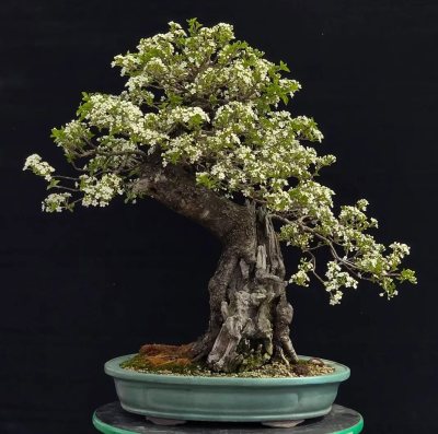 Prunus mahaleb