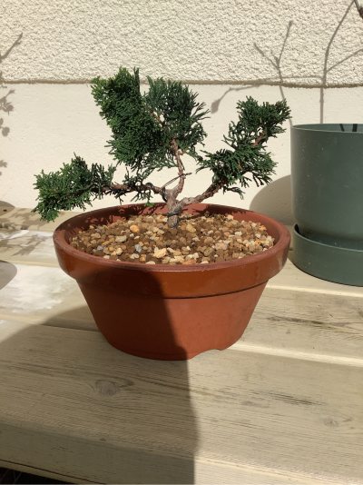 Chamaecyparis II