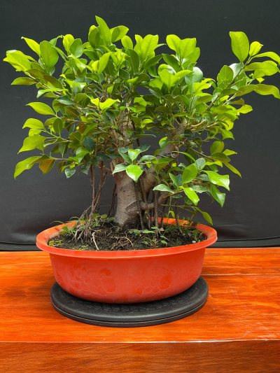 Laurel de Indias