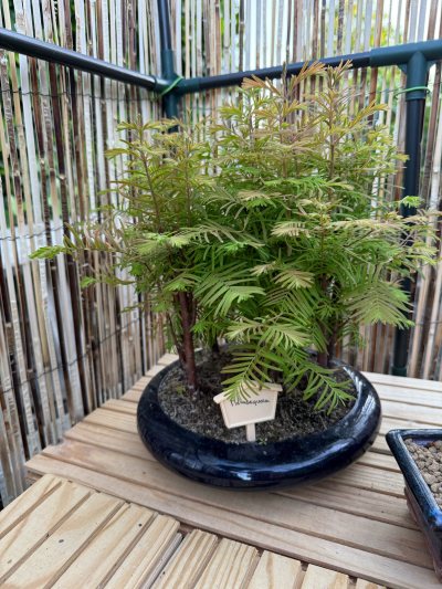 Forêt metasequoia