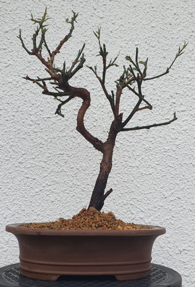 Prunus Mume