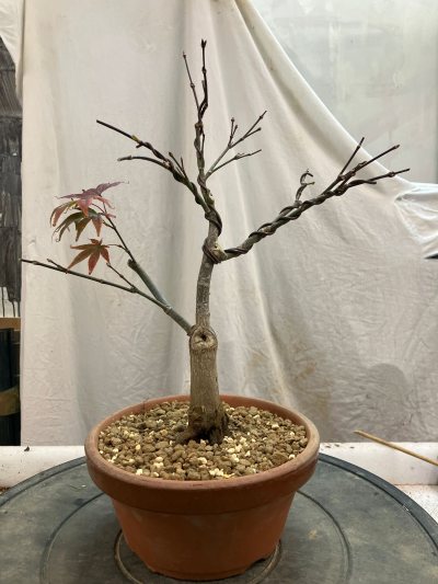 #65 Érable palmatum
